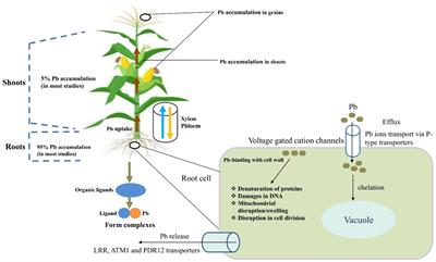 Lead Toxicity in Cereals: Mechanistic Insight Into Toxicity, Mode of Action, and Management